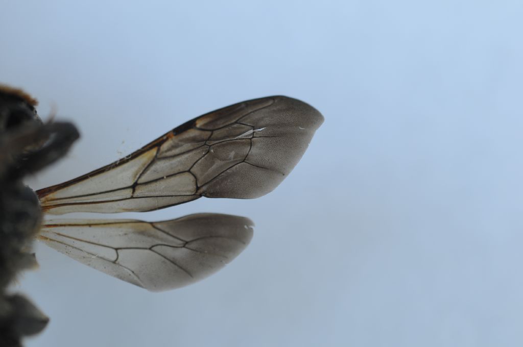 Nervatura alare degli imenotteri Apidae s.l. (Apoida)